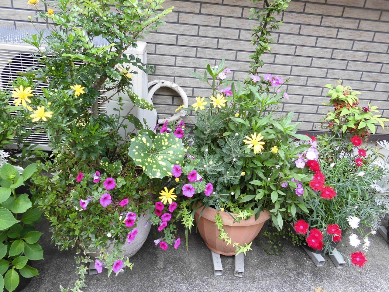 花屋をめぐるドライブ 日向 宮崎県 の旅行記 ブログ By キャッティさん フォートラベル 花屋をめぐるドライブ 日向 宮崎県 の旅行記 ブログ By キャッティさん フォートラベル