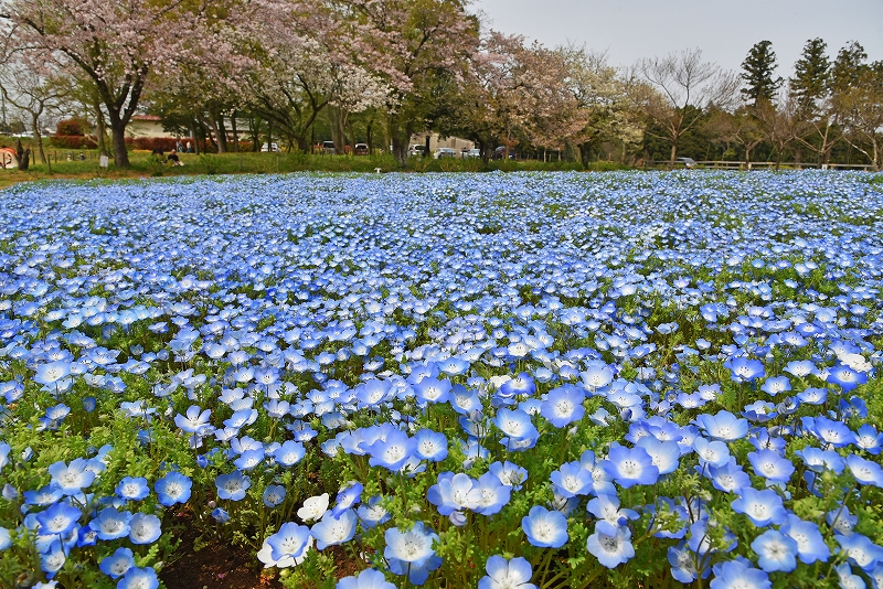 無料で楽しめる芝桜 ネモフィラ In 千葉 千葉市 千葉県 の旅行記 ブログ By ダイスケitさん フォートラベル