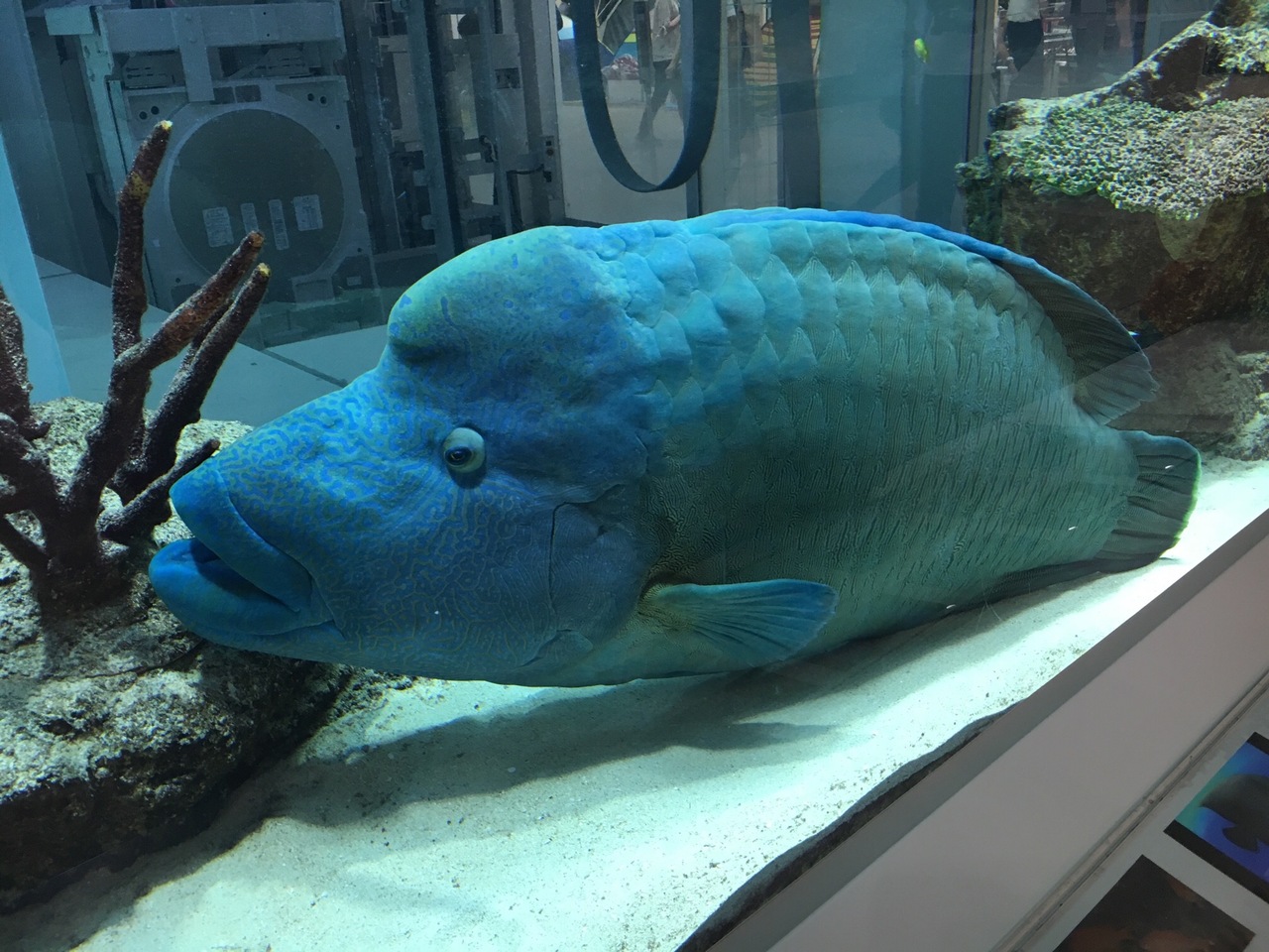 沖縄中部ドライブ 沖縄市 うるま市 伊計島 沖縄県 の旅行記 ブログ By Uriepさん フォートラベル