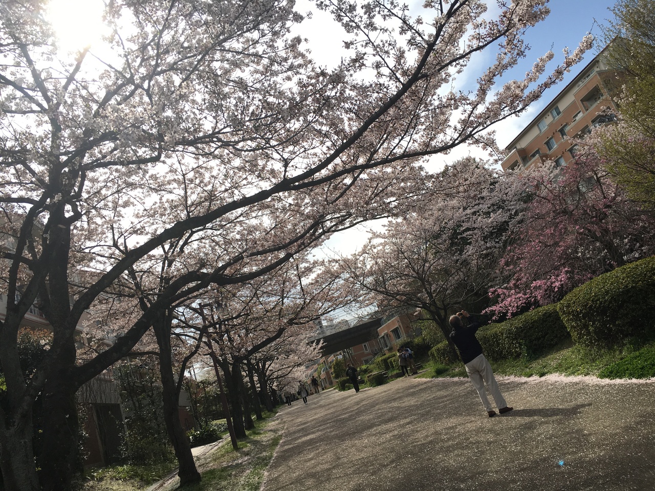16桜日和 八王子市内編 高尾 八王子 東京 の旅行記 ブログ By Megumickeyさん フォートラベル