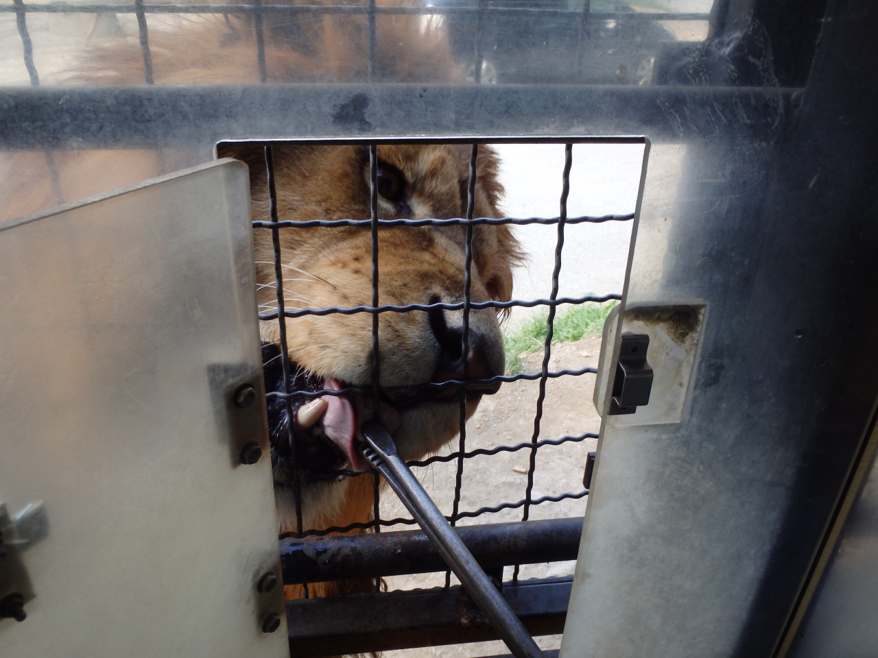 16年04月 群馬サファリパークでエサバス乗車 お泊まりは軽井沢 富岡 甘楽 群馬県 の旅行記 ブログ By Vegemaruさん フォートラベル
