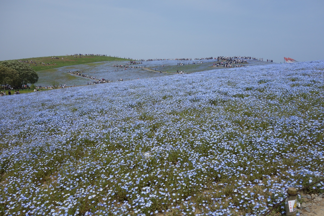 16連休 めちゃ混みのひたち海浜公園 ひたちなか 茨城県 の旅行記 ブログ By りんごうさぎさん フォートラベル 16連休 めちゃ混みのひたち海浜公園 ひたちなか 茨城県 の旅行記 ブログ By りんごうさぎさん フォートラベル