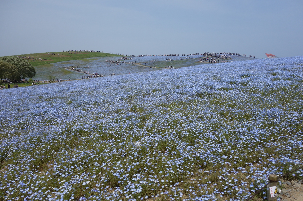 16連休 めちゃ混みのひたち海浜公園 ひたちなか 茨城県 の旅行記 ブログ By りんごうさぎさん フォートラベル