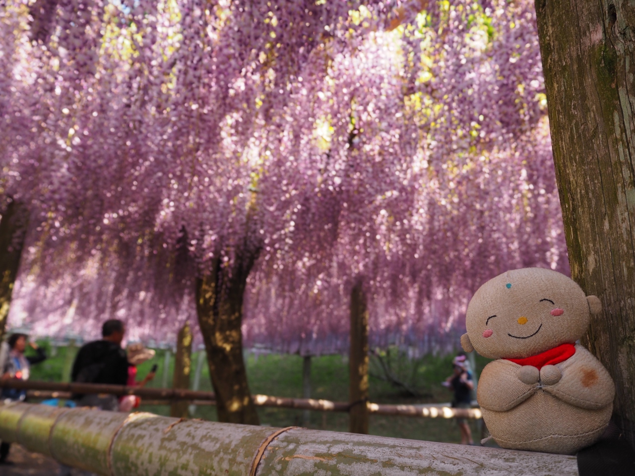 藤の花の魅力にとりつかれてしまい今年は福岡県北九州市の河内藤園という所に行って来ました 戸畑 八幡 黒崎 福岡県 の旅行記 ブログ By 旅じぞうさん フォートラベル