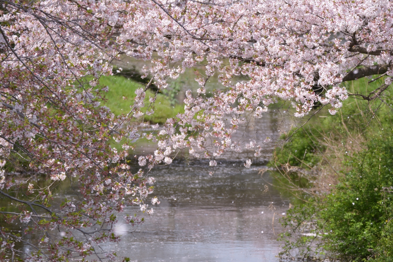 桜と東武動物公園 埼玉県の旅行記 ブログ By 円蔵さん フォートラベル