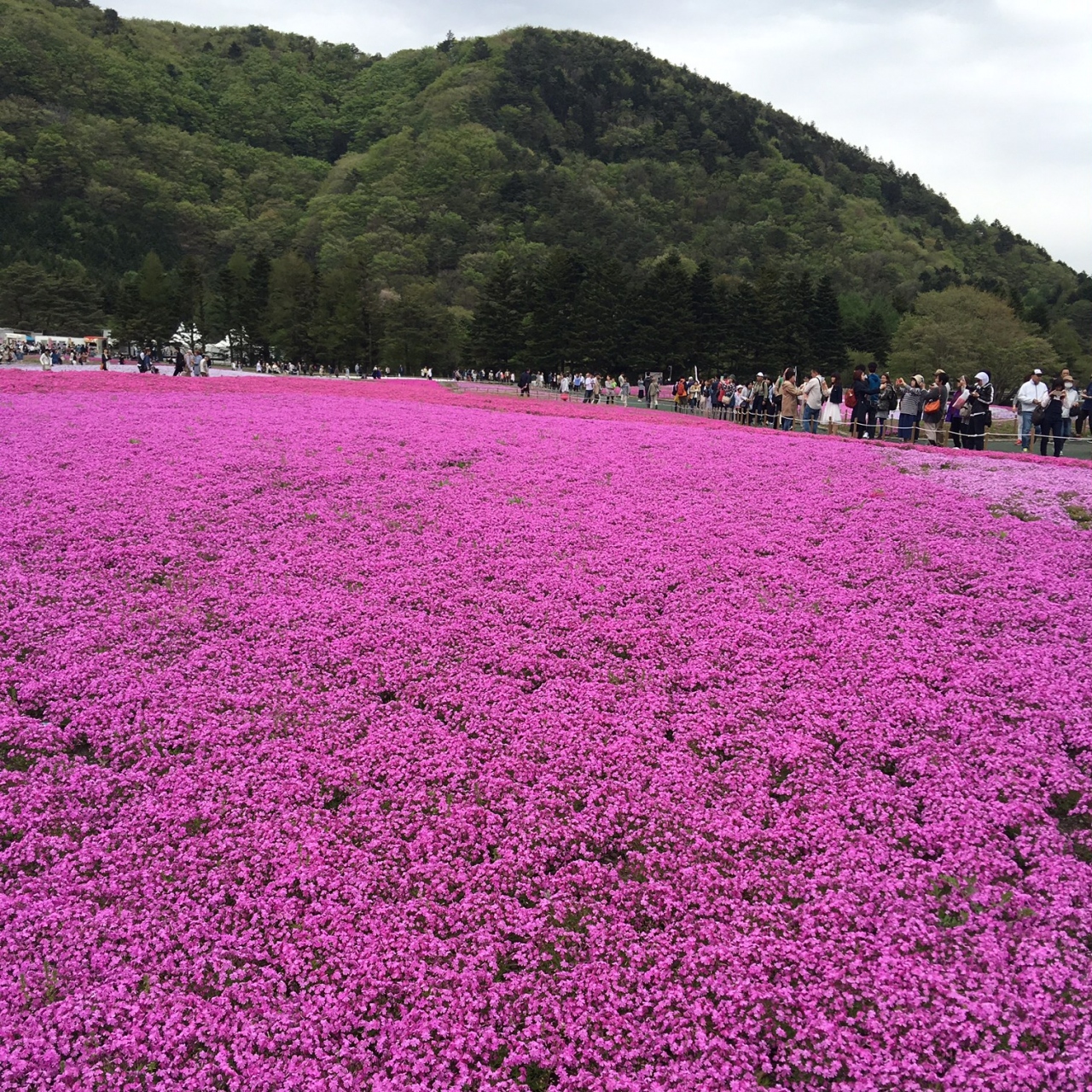 富士山麓の芝桜まつりを見に行く場合の注意点 富士五湖 山梨県 の旅行記 ブログ By アイアムokさん フォートラベル