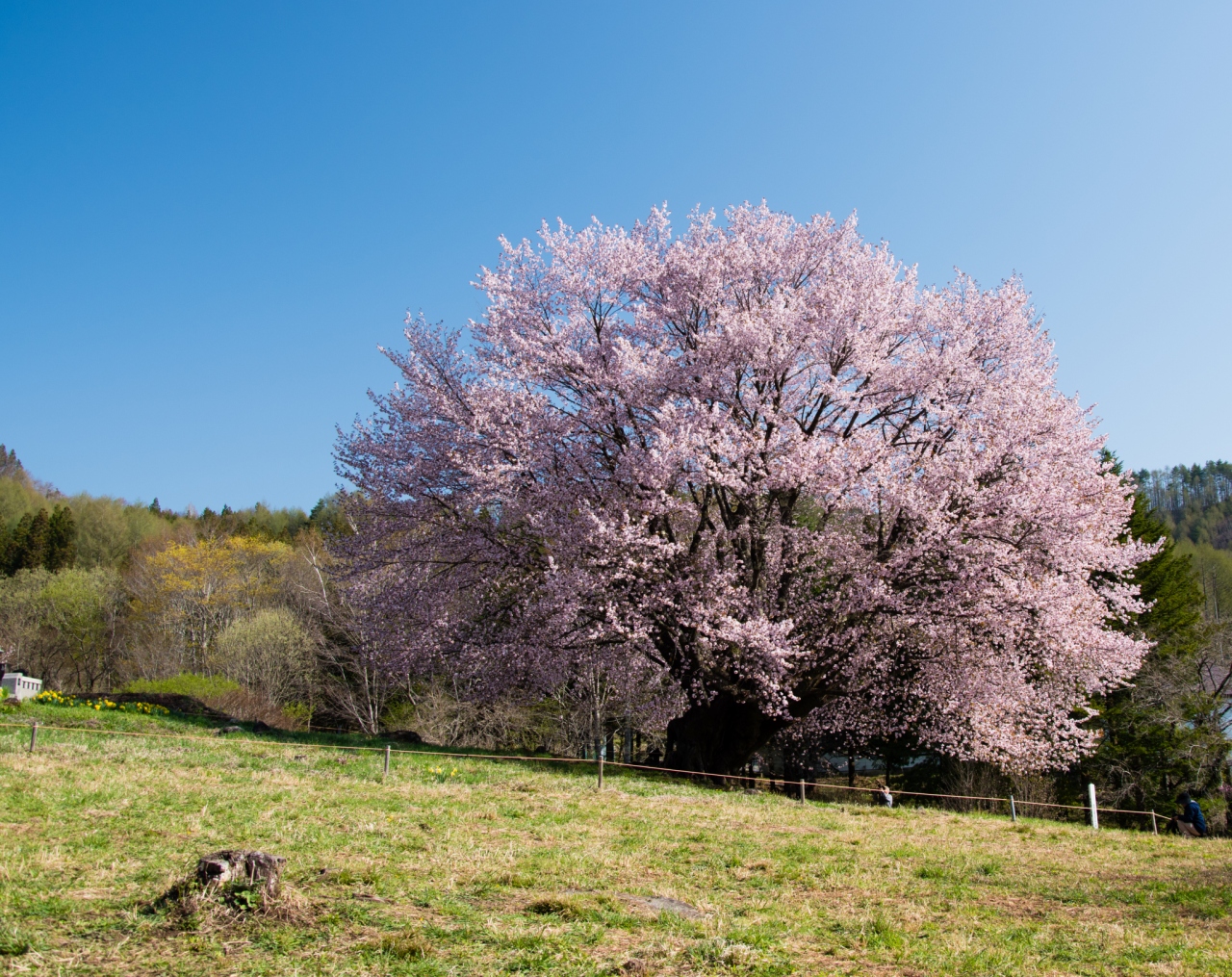 今年の桜見納めは片品村の一本桜 武尊 尾瀬 片品 群馬県 の旅行記 ブログ By 玄白さん フォートラベル