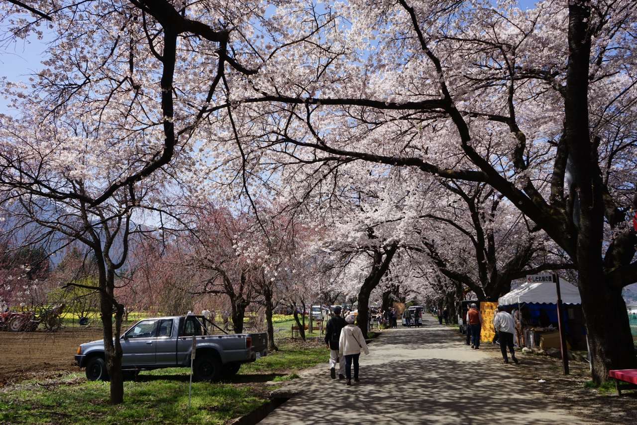 16 4 満開の桜を訪ねて 2 眞原桜並木 三嶋大社 明野 須玉 山梨県 の旅行記 ブログ By Mo2さん フォートラベル 16 4 満開の桜を訪ねて 2 眞原桜並木 三嶋大社 明野 須玉 山梨県 の旅行記 ブログ By Mo2さん フォートラベル