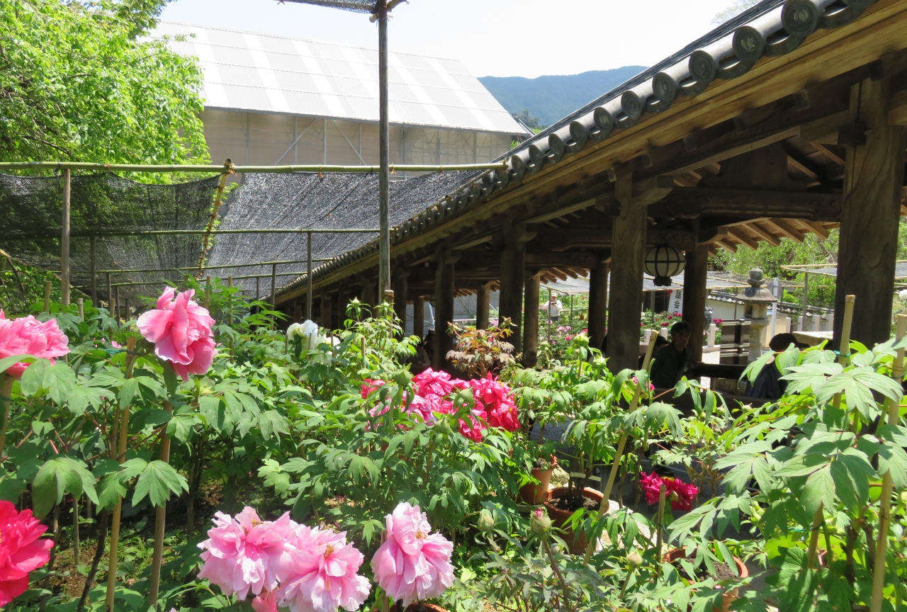 16春 奈良のお寺の花巡り 7 17 4月30日 7 長谷寺 1 長岳寺から長谷寺へ 屋根が付いた石段 登廊 下登廊 牡丹 園 桜井 三輪 山の辺の道 奈良県 の旅行記 ブログ By 旅人のくまさんさん フォートラベル