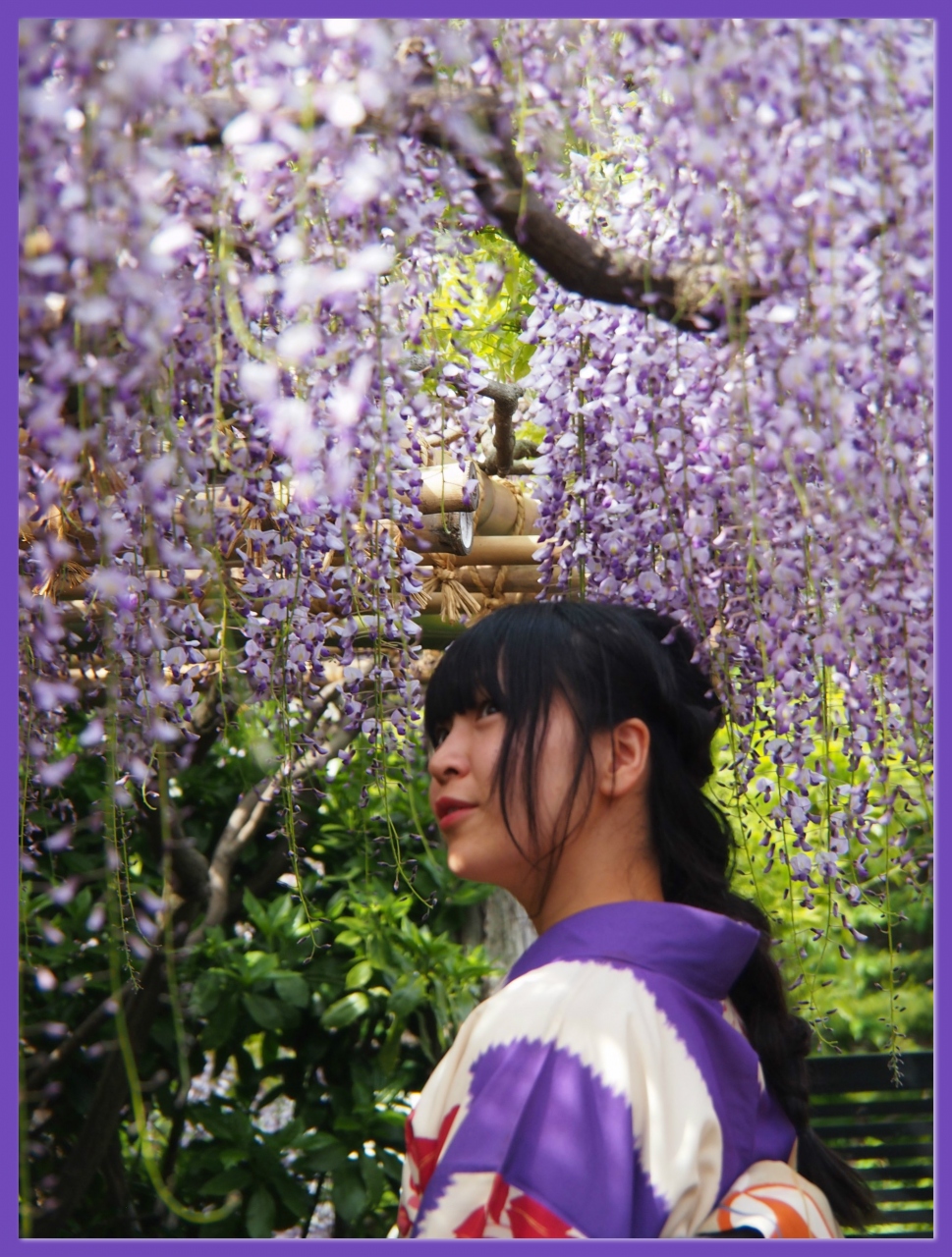 O 伊達政宗ゆかりの藤 今年はバッチリ見頃でした でも花房は短めだったけど O 子平町 千田家の藤 O 仙台 宮城県 の旅行記 ブログ By こあひるさん フォートラベル
