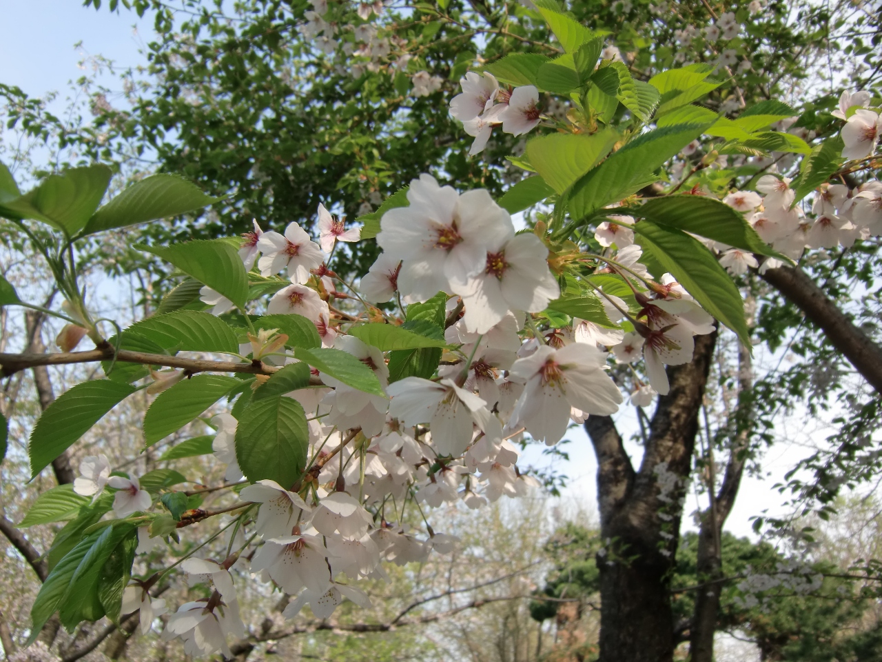 もう遅かったかな桜 続札幌散歩 中島公園 大通公園 北海道庁へ 16 札幌 北海道 の旅行記 ブログ By Mzwさん フォートラベル