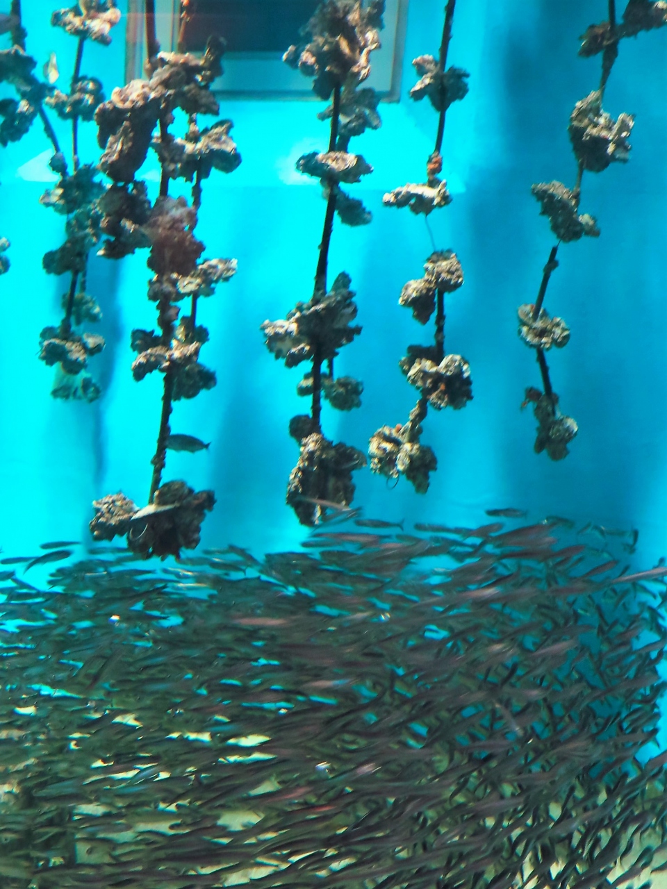 宮島 7 宮島水族館 スナメリ 瀬戸内のくじら が主 カキいかだの展示も 宮島 厳島神社 広島県 の旅行記 ブログ By マキタン２さん フォートラベル