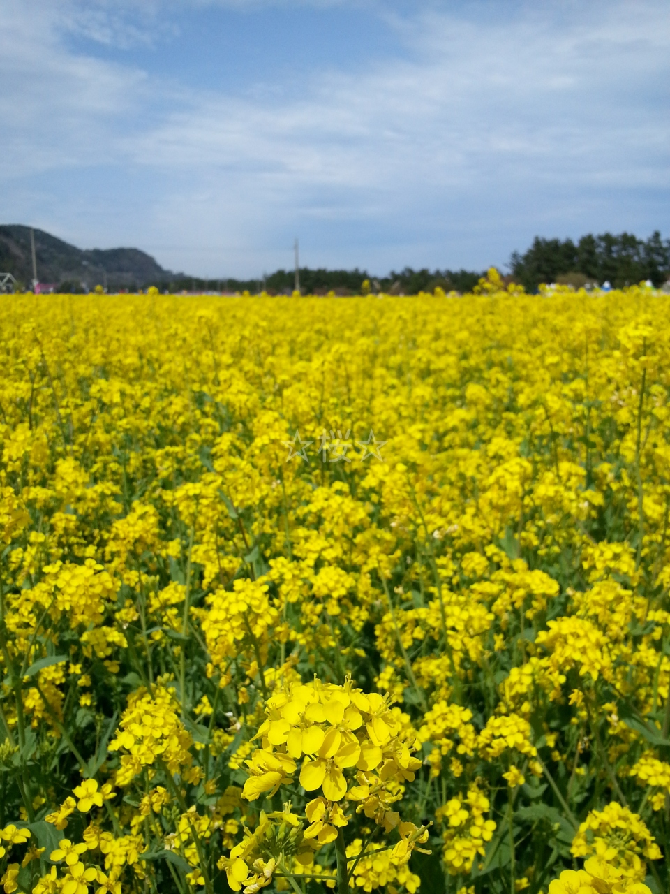 一面の菜の花畑と春の海を見てきました 三陟 韓国 の旅行記 ブログ By 桜 さん フォートラベル