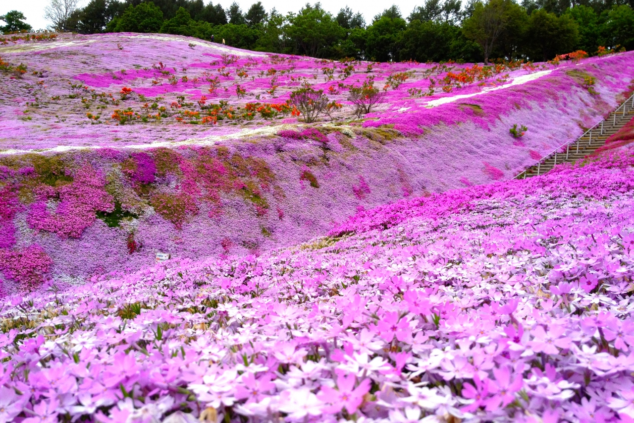 知床 5月後半に知床 網走に行くなら 東藻琴の芝桜が見頃です 知床 ウトロ 北海道 の旅行記 ブログ By Yoko Takanashiさん フォートラベル