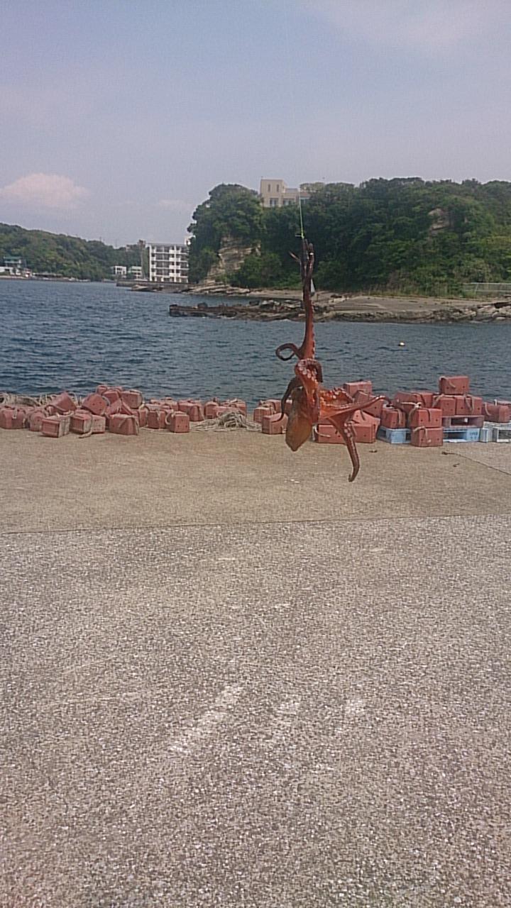 5月の休日に三浦でタコと遊ぶ 逗子 葉山 神奈川県 の旅行記 ブログ By Y 0236さん フォートラベル