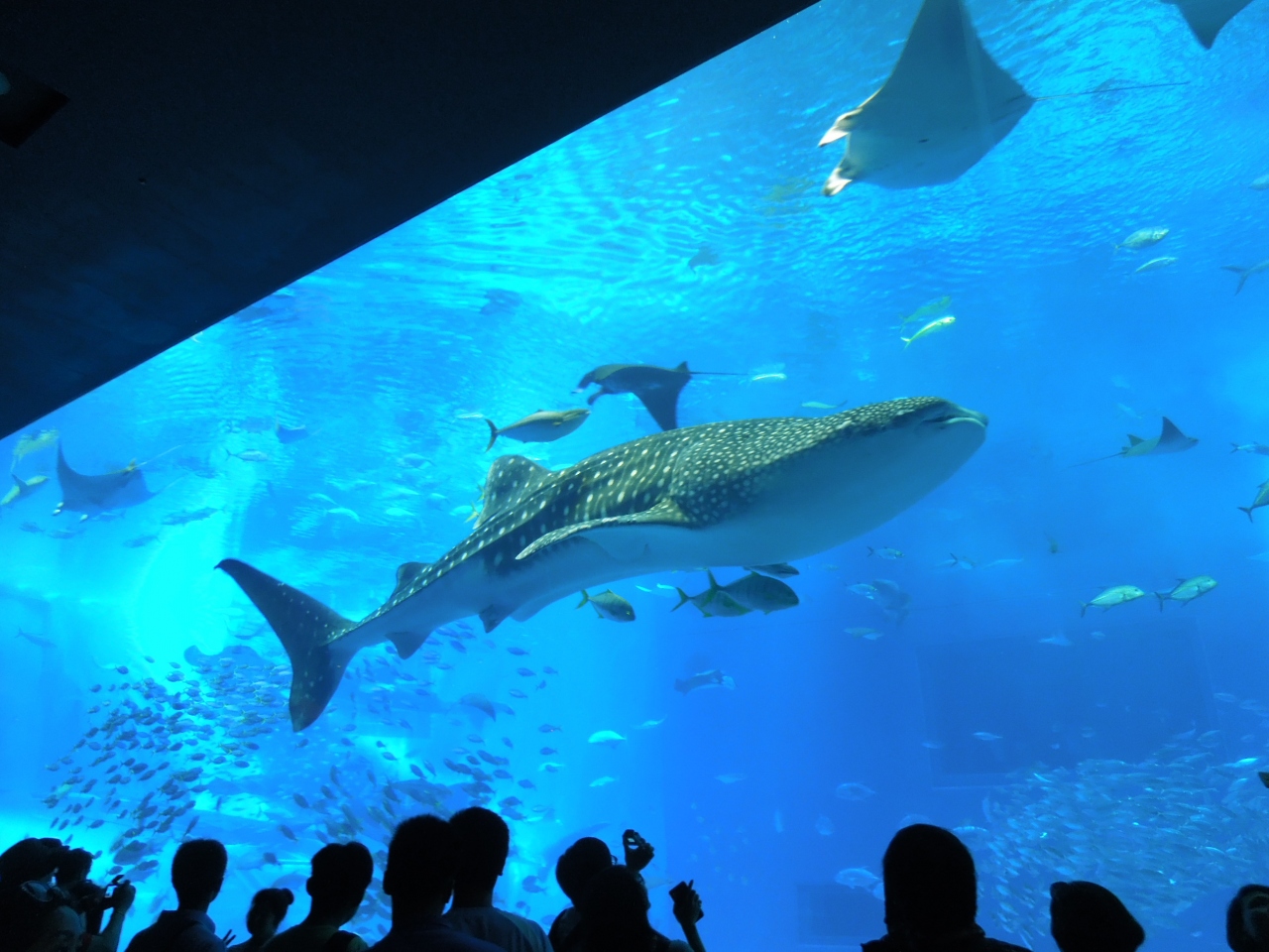 週末沖縄旅行 ついに美ら海水族館 美ら海 本部 今帰仁 沖縄県 の旅行記 ブログ By Satochanさん フォートラベル