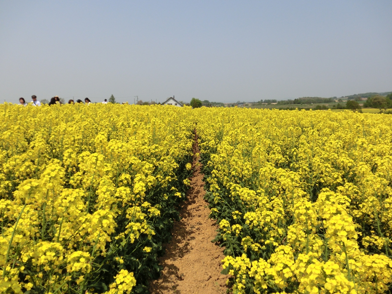 菜の花や 菜の花や 滝川菜の花まつりに行ってきた 滝川 北海道 の旅行記 ブログ By メープルandショコラさん フォートラベル