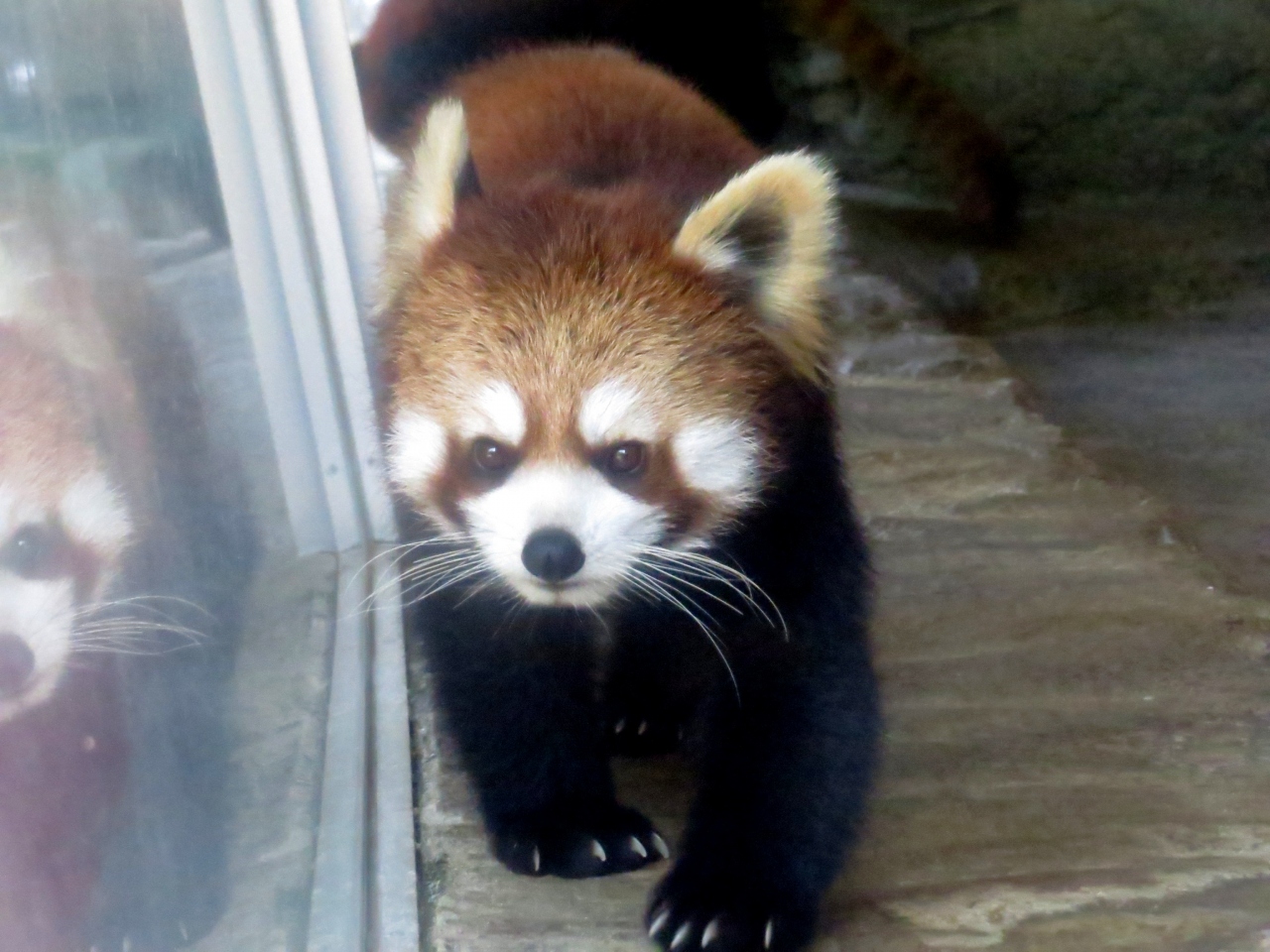 初夏のレッサーパンダ紀行 ３ 愛媛県立とべ動物園 大注目の１歳のコウメちゃんと０歳の砥々丸君の同居 そして やはりかっこいい緑乃介じいちゃん 松山 愛媛県 の旅行記 ブログ By Jilllucaさん フォートラベル