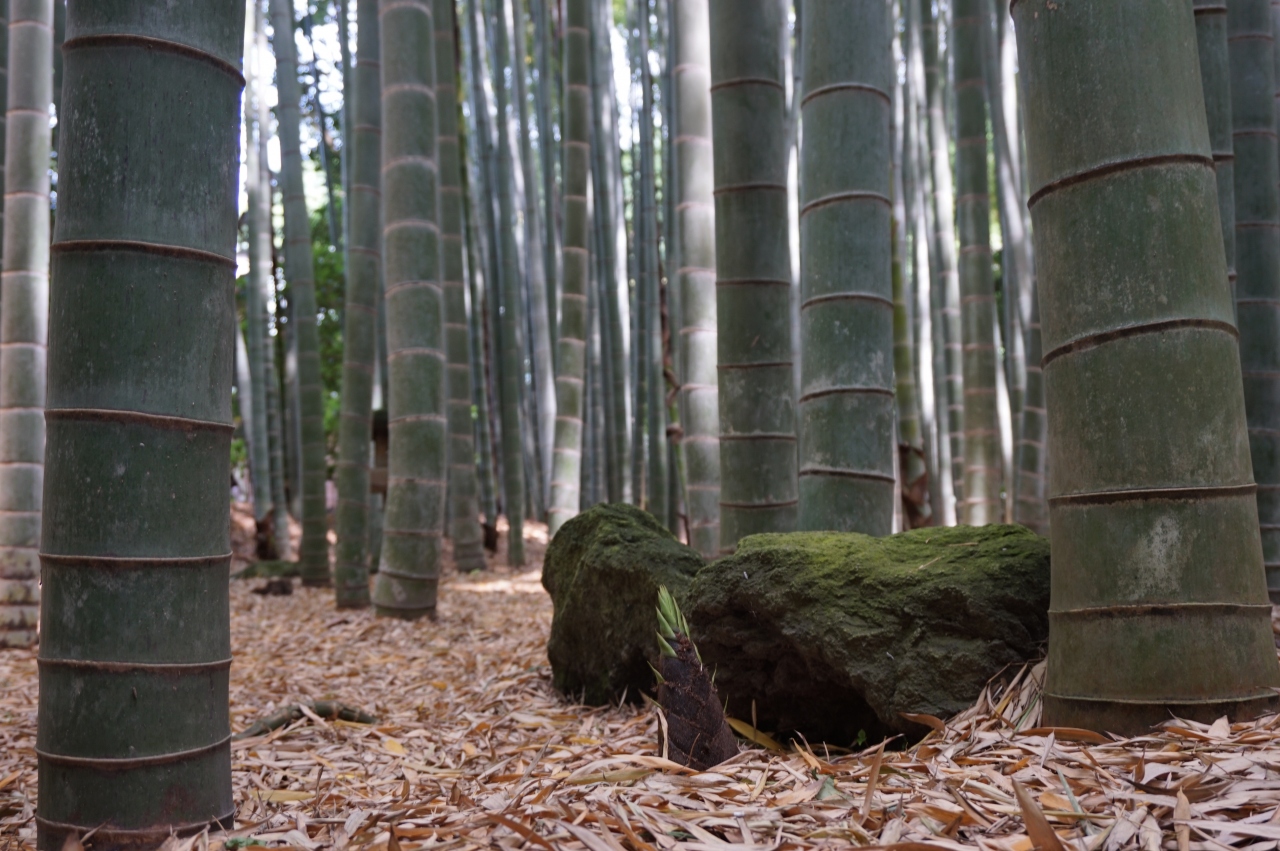 鎌倉五山巡り 鎌倉 神奈川県 の旅行記 ブログ By ジェントル麺さん フォートラベル 鎌倉五山巡り 鎌倉 神奈川県 の旅行記 ブログ By ジェントル麺さん フォートラベル