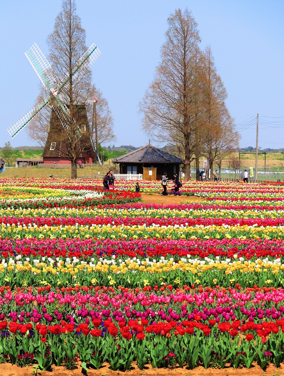 柏市 1 あけぼの山農業公園a 風車 花畑 チューリップフェスティバルの2日後 柏 流山 千葉県 の旅行記 ブログ By マキタン2さん フォートラベル