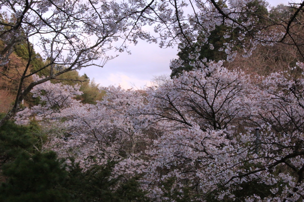 新幹線とレンタカーで巡る福島 花紀行 4 見頃を逃してしまった三春の枝垂桜 郡山 福島県 の旅行記 ブログ By クッシーさん フォートラベル 新幹線とレンタカーで巡る福島 花紀行 4 見頃を逃してしまった三春の枝垂桜 郡山 福島県 の旅行記 ブログ By クッシーさん フォートラベル