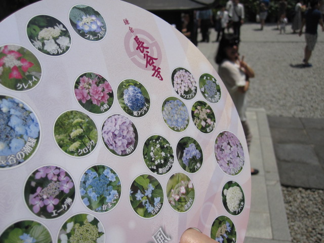 鎌倉 長谷寺 紫陽花 シンポジオンでランチ 鎌倉 神奈川県 の旅行記 ブログ By ミンキーさん フォートラベル 鎌倉 長谷寺 紫陽花 シンポジオンでランチ 鎌倉 神奈川県 の旅行記 ブログ By ミンキーさん フォートラベル