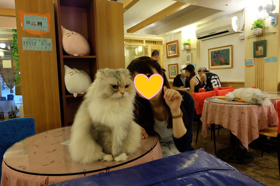 台北に来てまで猫カフェへ 癒され編 台北 台湾 の旅行記 ブログ By アジアンさん フォートラベル
