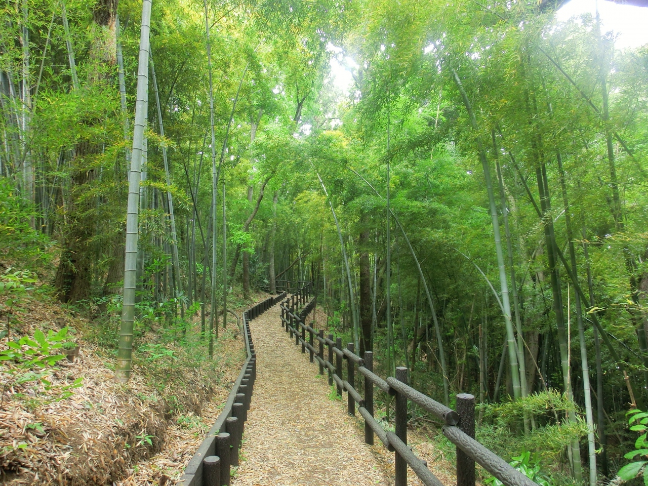 生田緑地で森林浴 ２０１６ 登戸 新百合ヶ丘 神奈川県 の旅行記 ブログ By Takekoさん フォートラベル
