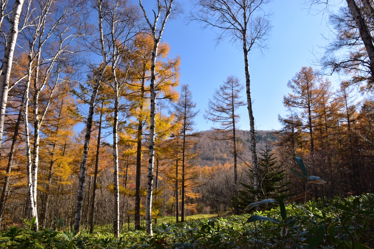 八千穂高原 白駒の池 紅葉 南牧 小海 長野県 の旅行記 ブログ By Ka Ka さん フォートラベル