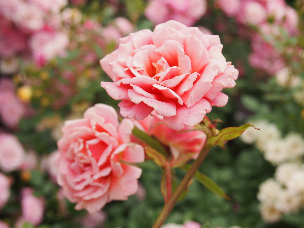 みかも山公園に行き 花センターにはバラも咲いてました 栃木 壬生 都賀 栃木県 の旅行記 ブログ By かおニャンさん フォートラベル