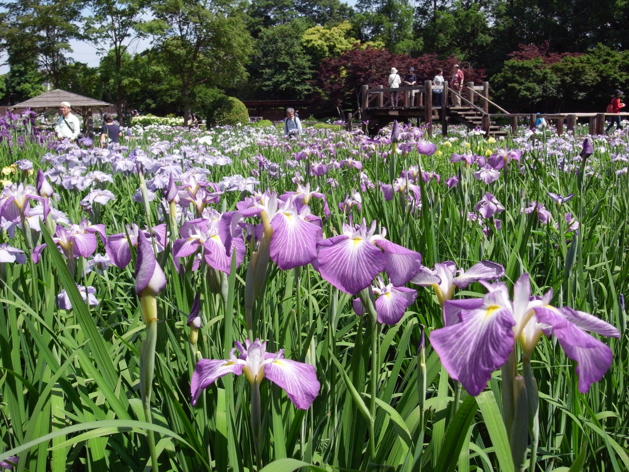 染谷花しょうぶ園 さいたま市見沼区 欧風カレー専門店gii 大宮 埼玉県 の旅行記 ブログ By すあまさん フォートラベル 染谷花しょうぶ園 さいたま市見沼区 欧風カレー専門店gii 大宮 埼玉県 の旅行記 ブログ By すあまさん フォートラベル