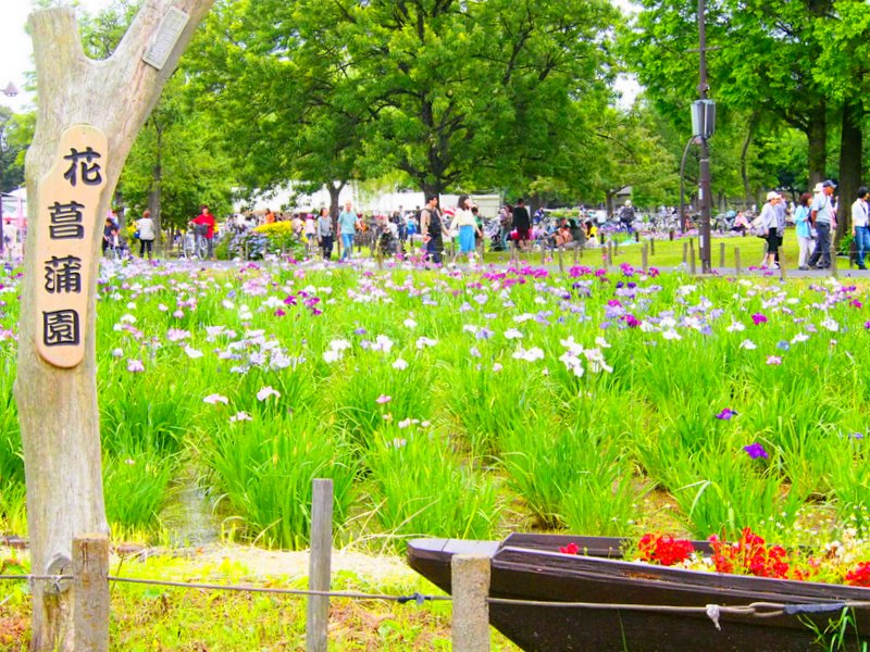 水元公園 葛飾菖蒲まつり16 葛西 東京 の旅行記 ブログ By Salaさん フォートラベル