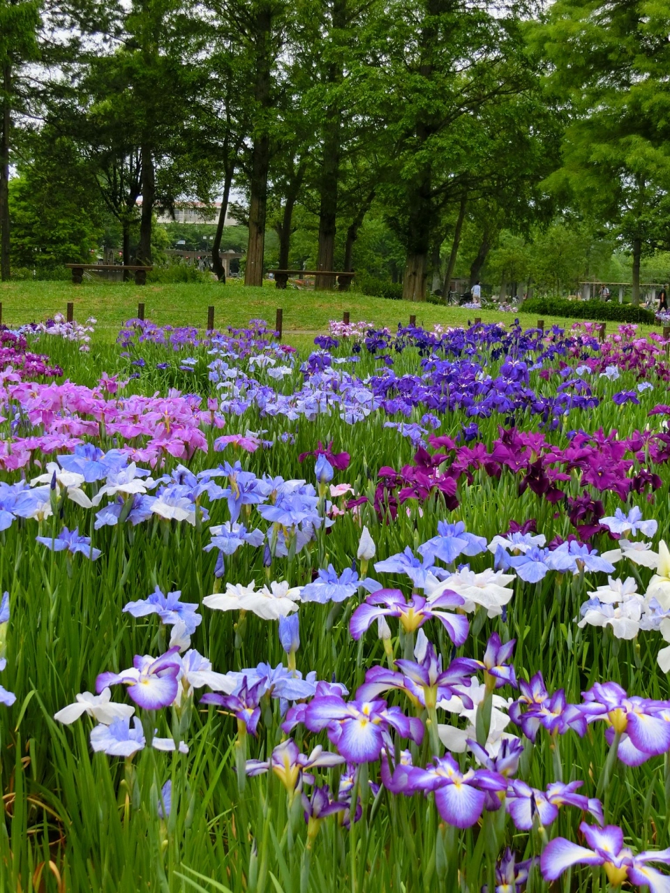花菖蒲を求めて 都内最大規模の水元公園 東京の旅行記 ブログ By Kimama さん フォートラベル