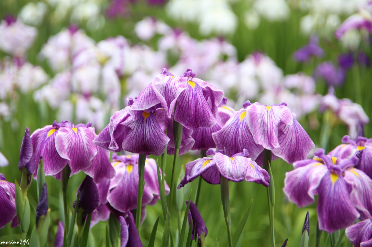 明治神宮御苑の花菖蒲 16 原宿 東京 の旅行記 ブログ By Morino296さん フォートラベル