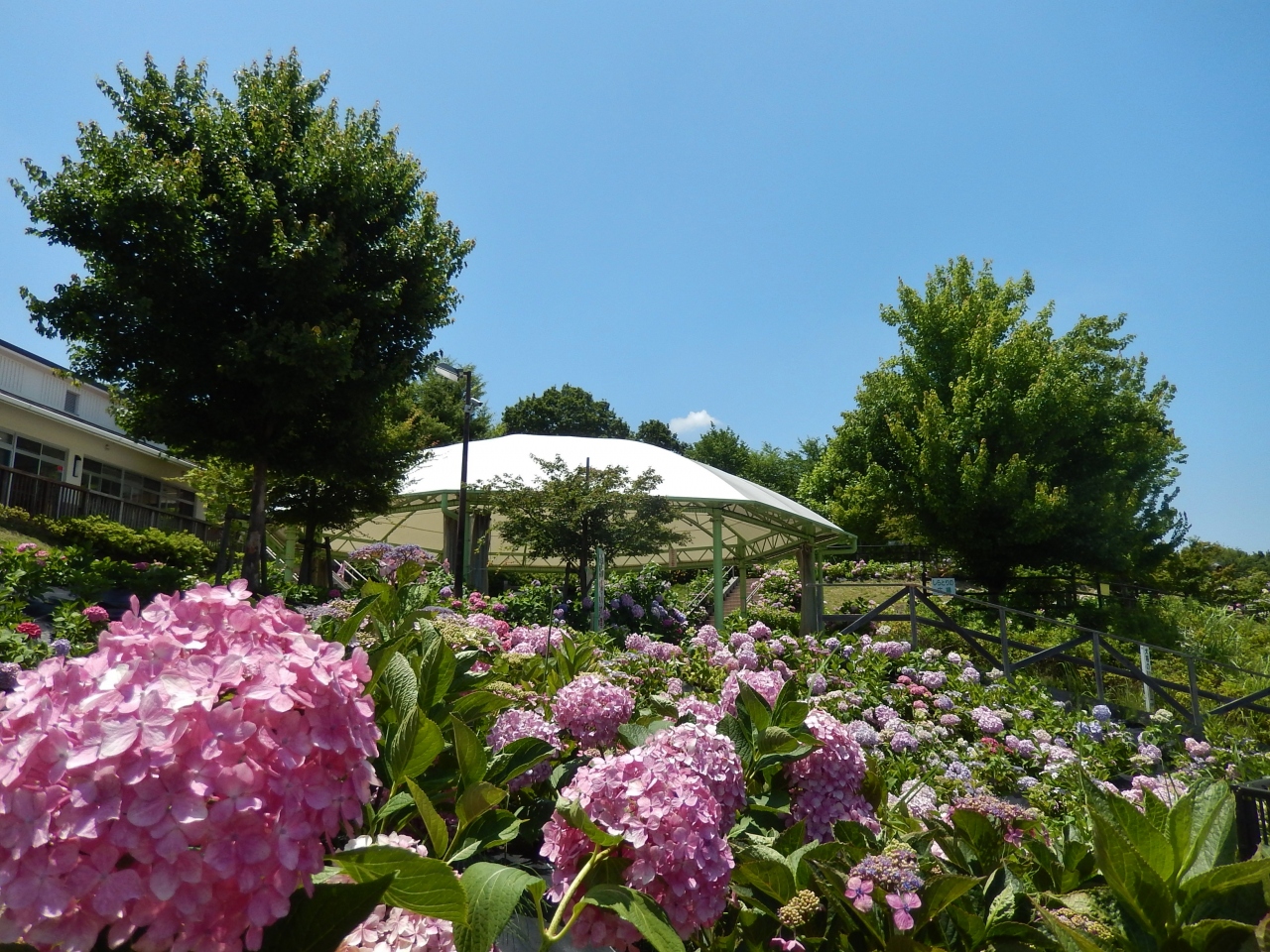 道の駅 しらとりの郷 あじさいが見頃 富田林 羽曳野 大阪 の旅行記 ブログ By 豚のしっぽさん フォートラベル 道の駅 しらとりの郷 あじさいが見頃 富田林 羽曳野 大阪 の旅行記 ブログ By 豚のしっぽさん フォートラベル