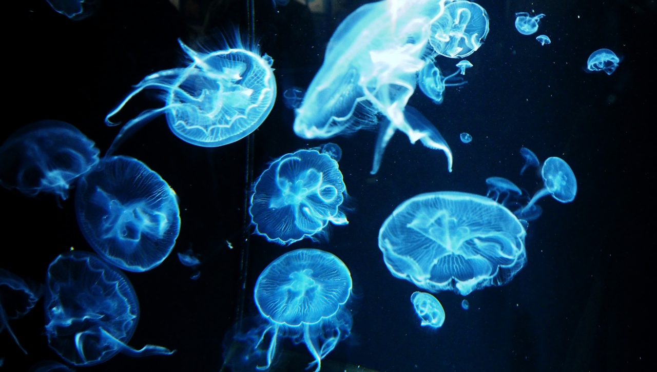Japan 3婆sが きらきらうえつ で行く鶴岡市 クラゲ世界一の加茂水族館へ 鶴岡 山形県 の旅行記 ブログ By 唐辛子婆さん フォートラベル Japan 3婆sが きらきらうえつ で行く鶴岡市 クラゲ世界一の加茂水族館へ 鶴岡 山形県 の旅行記 ブログ By 唐辛子婆さん フォートラベル