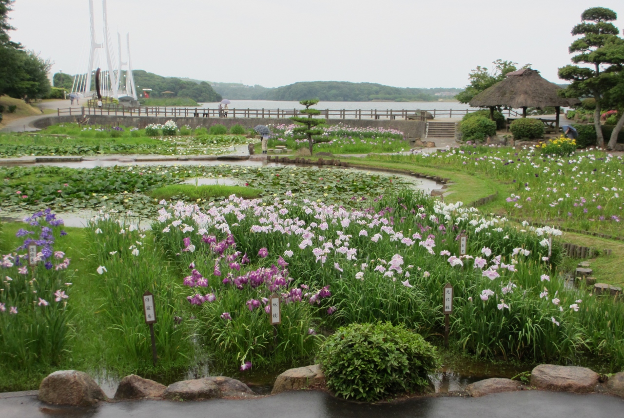 16年6月 山口 宇部市 ときわ公園 その1 菖蒲苑のしょうぶまつり 宇部 小野田 山口県 の旅行記 ブログ By イロコさん フォートラベル 16年6月 山口 宇部市 ときわ公園 その1 菖蒲苑のしょうぶまつり 宇部 小野田 山口県 の旅行記 ブログ By イロコさん フォートラベル