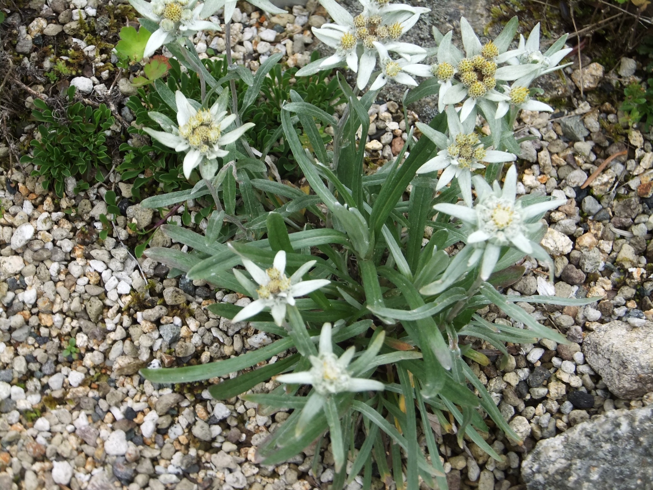 初めて見ました エーデルワイスとヒマラヤの青いケシ 六甲高山植物園紀行 六甲山 摩耶山周辺 兵庫県 の旅行記 ブログ By 哈桑湖さん フォートラベル