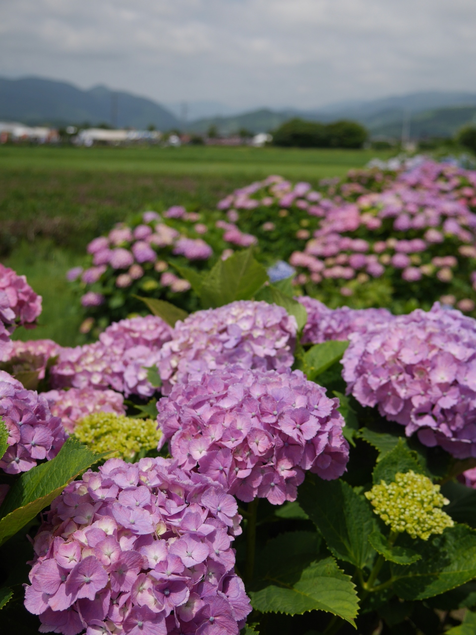 虹色の田園風景 開成町あじさいまつり 秦野 松田 足柄 神奈川県 の旅行記 ブログ By みやゆかさん フォートラベル