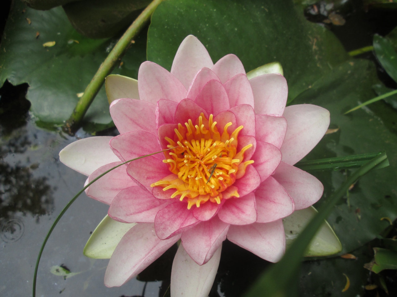 軽井沢町植物園を初夏に散策 軽井沢 長野県 の旅行記 ブログ By タビガラスさん フォートラベル