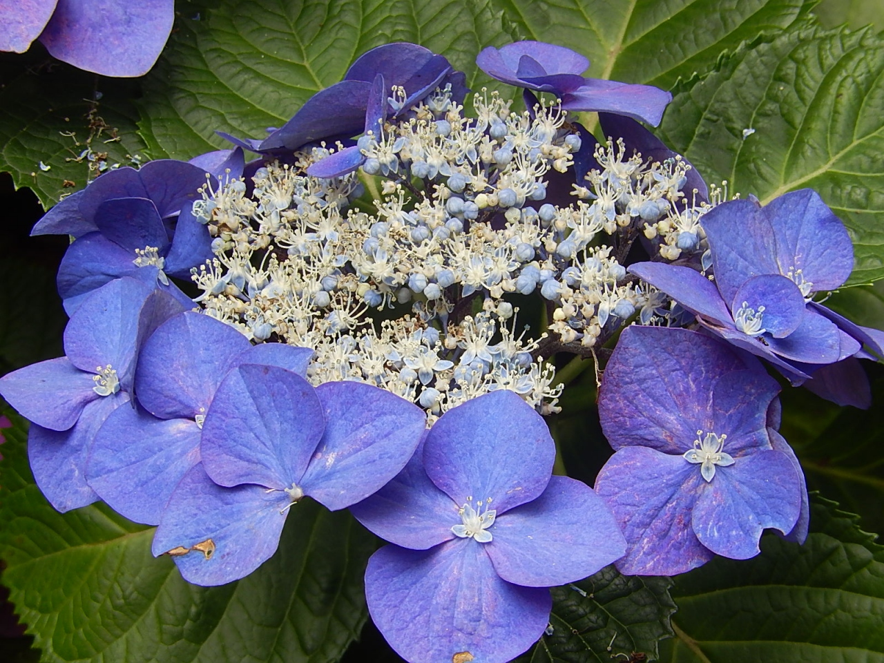 紫陽花を見に六義園を訪問する 正門より滝見茶屋迄 大塚 巣鴨 駒込 東京 の旅行記 ブログ By Tsunetaさん フォートラベル