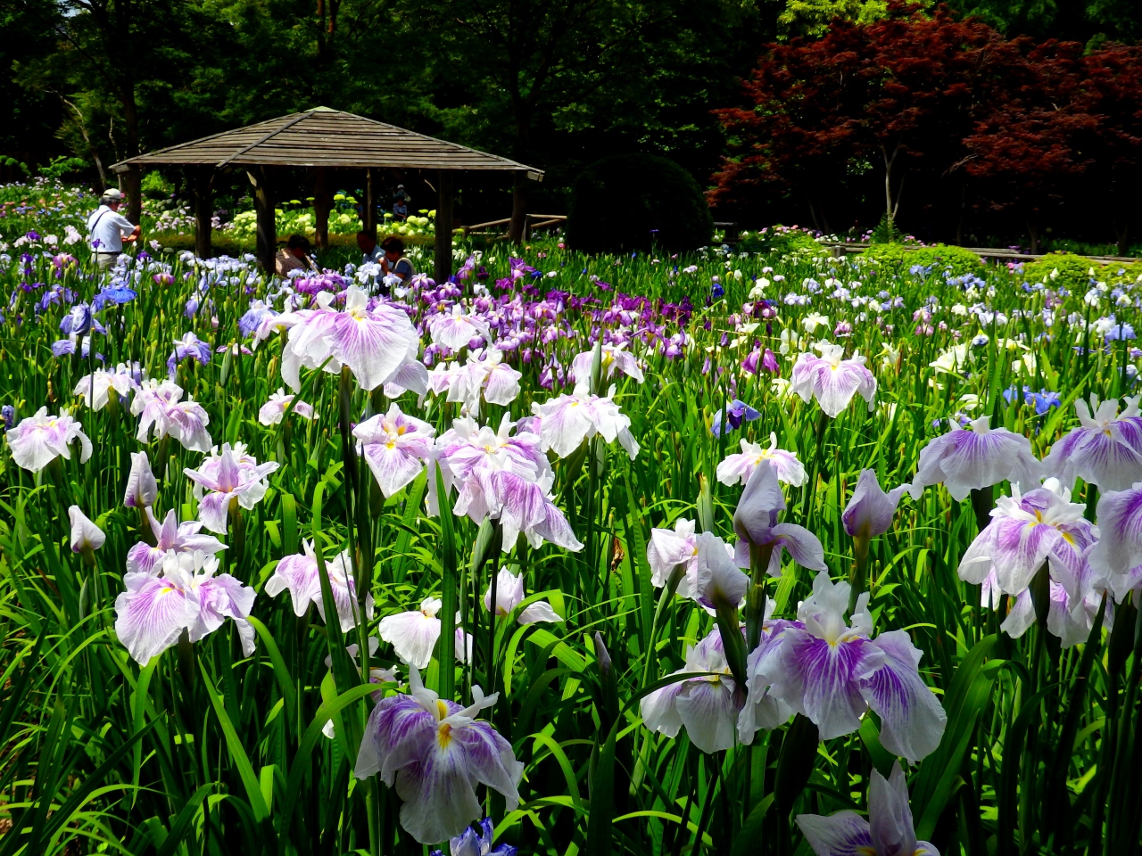 000株の花菖蒲と 紫陽花 ６月だけ開園する 染谷花しょうぶ園 と大宮氷川神社 大宮 埼玉県 の旅行記 ブログ By まーやんさん フォートラベル