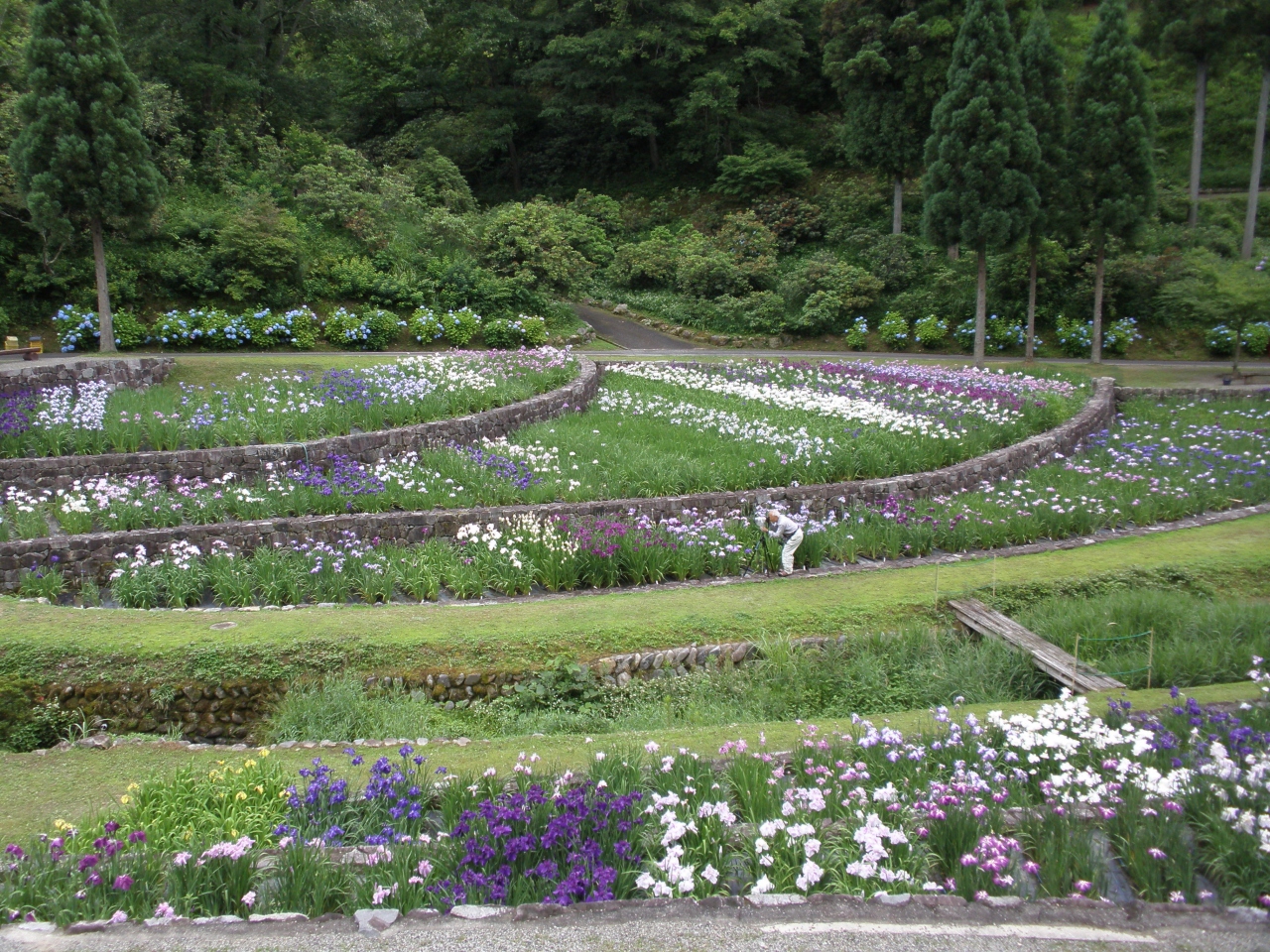播州山崎花菖蒲園を訪ねて たつの 揖保川 御津 兵庫県 の旅行記 ブログ By 温泉グーさん フォートラベル