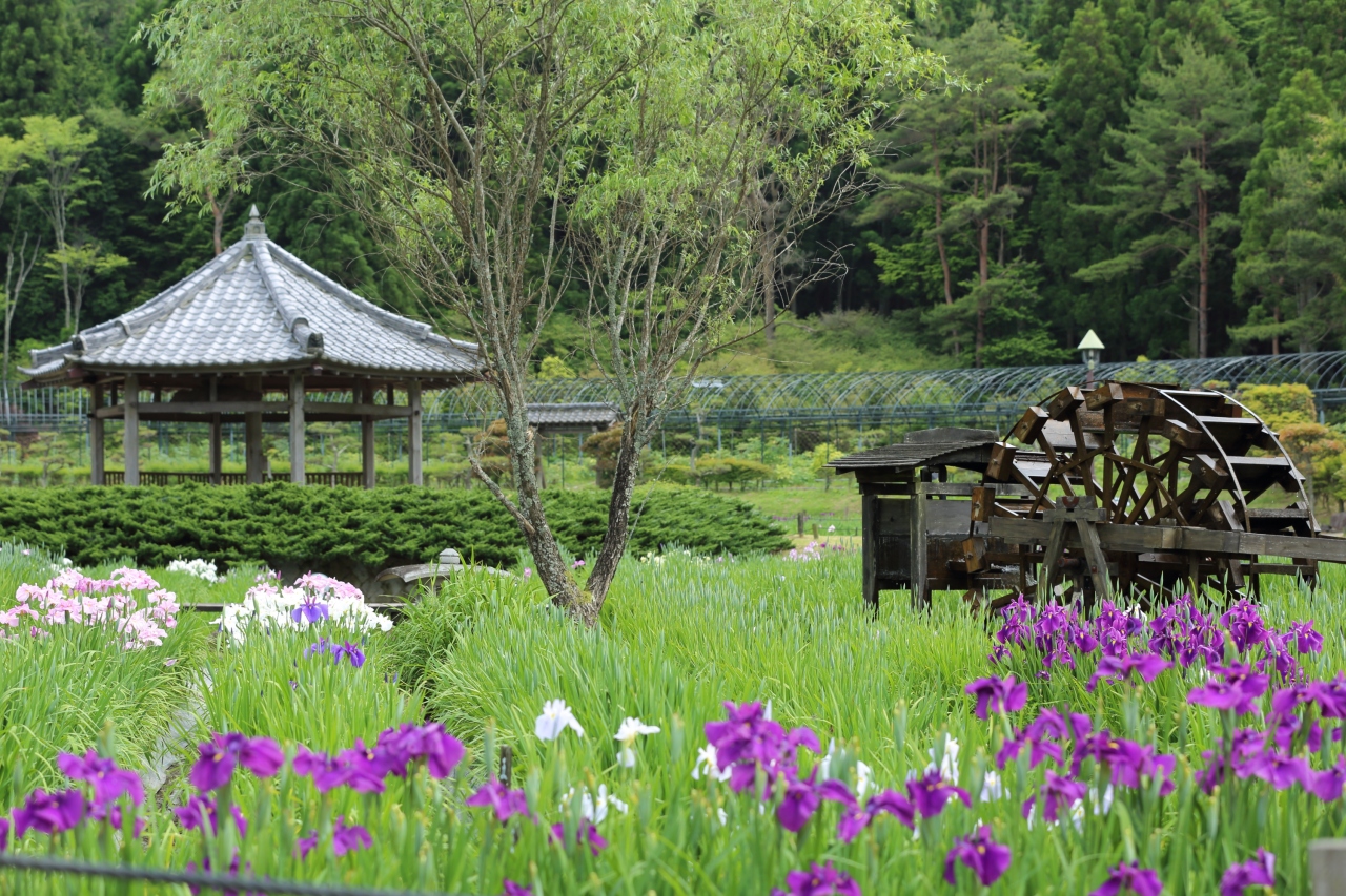 見ごろ前の花菖蒲園 永澤寺 三田 兵庫 兵庫県 の旅行記 ブログ By 人見知りのサンタさん フォートラベル