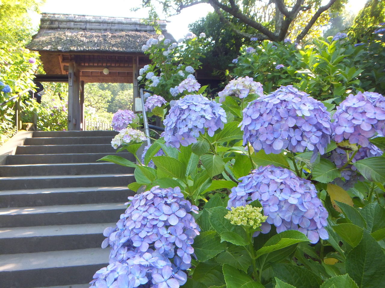 鎌倉のあじさい寺へ 東慶寺 明月院 鎌倉 神奈川県 の旅行記 ブログ By こんさん フォートラベル