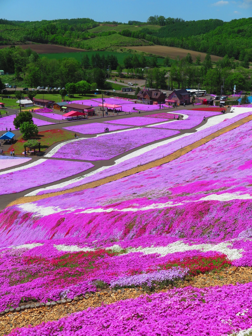 大空 1 ひがしもこと芝桜公園a 10ヘクタールの丘一面 遊覧車で展望台へ 女満別 美幌 北海道 の旅行記 ブログ By マキタン2さん フォートラベル 大空 1 ひがしもこと芝桜公園a 10ヘクタールの丘一面 遊覧車で展望台へ 女満別 美幌 北海道 の旅行記 ブログ By マキタン2さん フォートラベル
