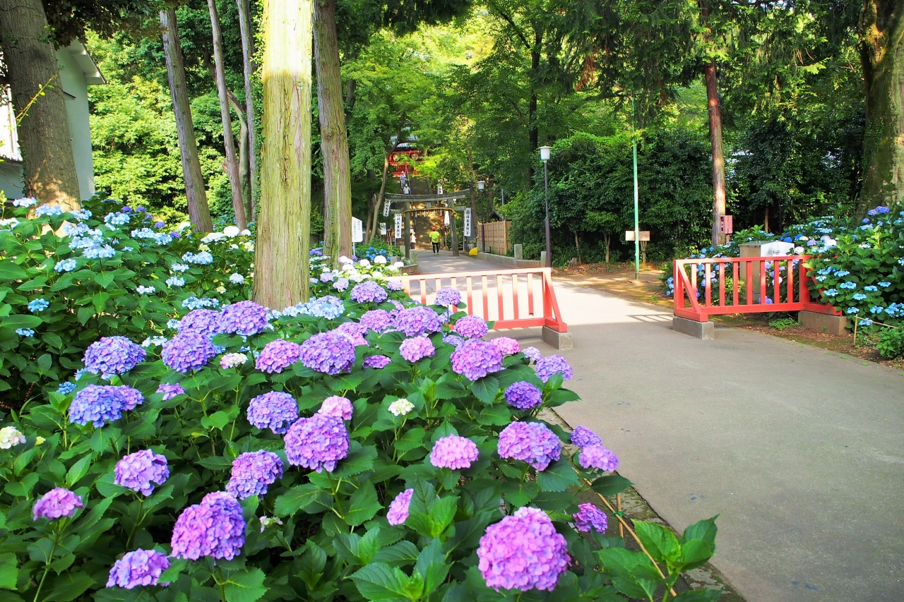 6月の川越 あじさいの喜多院と蔵の街 川越 埼玉県 の旅行記 ブログ By あんこう鍋さん フォートラベル