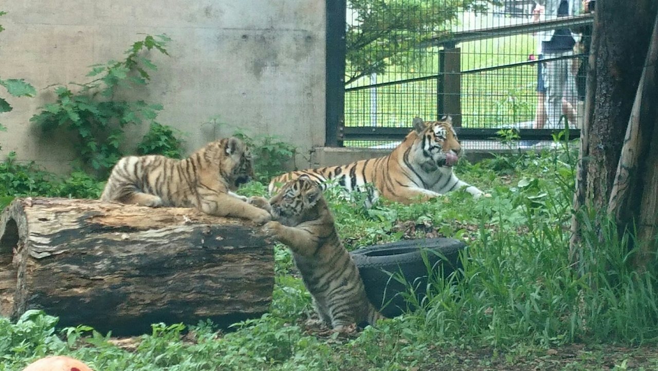 アムールトラの双子の赤ちゃんを観に旭山動物園 旭川 北海道 の旅行記 ブログ By Hanaさん フォートラベル
