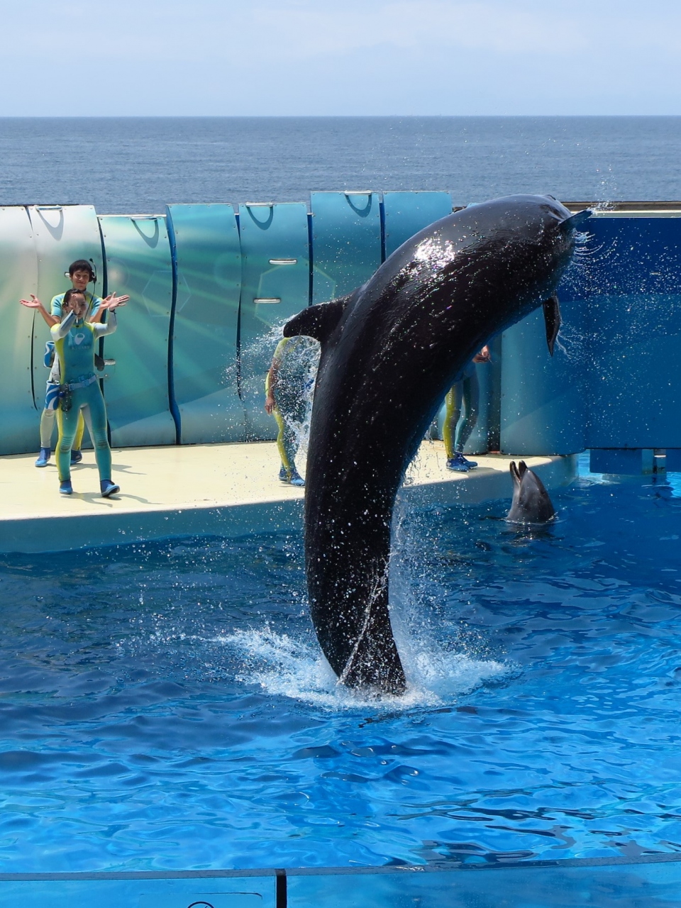 江ノ水5 6 イルカ アシカショー きずな Kizuna イルカ繁殖に成果あげ 藤沢 江ノ島 神奈川県 の旅行記 ブログ By マキタン2さん フォートラベル 江ノ水5 6 イルカ アシカショー きずな Kizuna イルカ繁殖に成果あげ 藤沢 江ノ島 神奈川県 の旅行記 ブログ By マキタン2さん フォートラベル