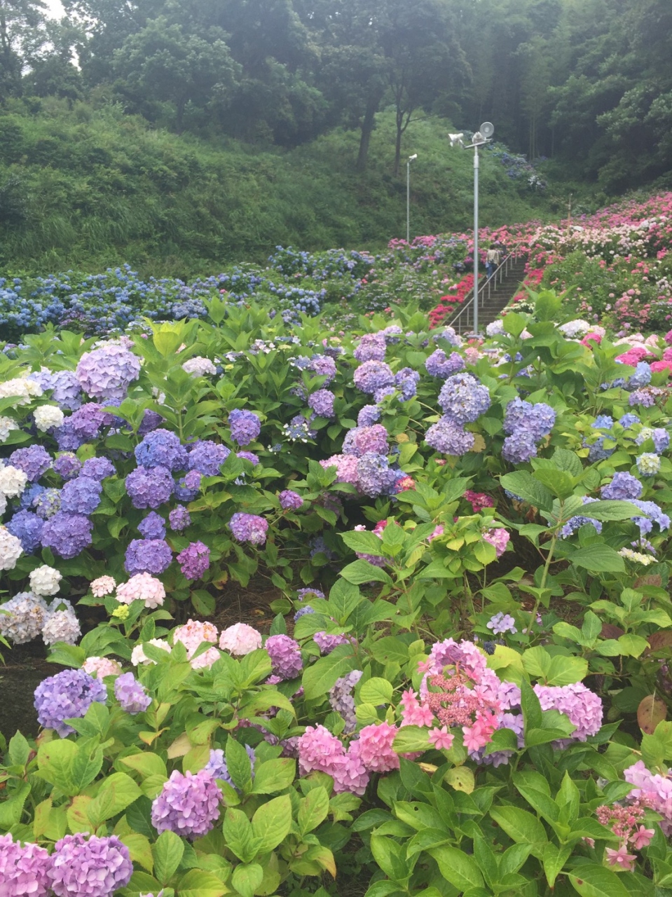 形原温泉あじさいの里 蒲郡 愛知県 の旅行記 ブログ By つきにこさん フォートラベル